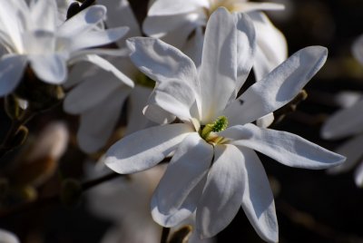 Magnolia stellata - šácholan hvězdovitý - květ